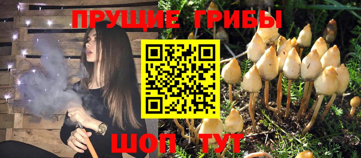 Псилоцибиновые грибы мицелий  Вход с VPN  Гудермес  Галлюциногенные грибы мицелий 